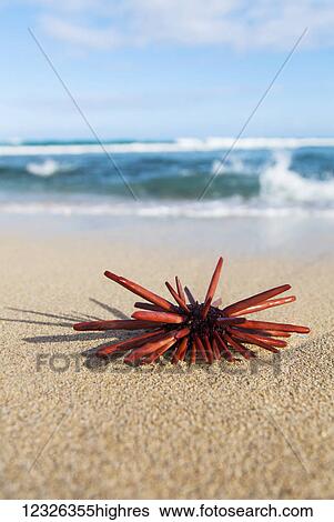 A Red Slate Pencil Urchin (Heterocentrotus Mamillatus) sounds on the sand at the beach; Honolulu, Oahu, Hawaii, United States of America View Large Photo Image Stock Photograph - A Red Slate Pencil Urchin (Heterocentrotus Mamillatus) sounds on the sand at the beach; Honolulu, Oahu, Hawaii, United States of America. Fotosearch