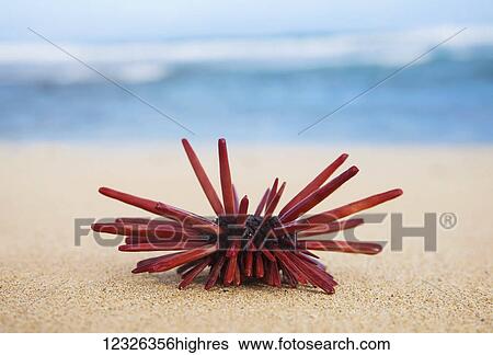 Stock Photograph - A Red Slate Pencil Urchin (Heterocentrotus Mamillatus) sounds on the sand at the beach; Honolulu, Oahu, Hawaii, United States of America. Fotosearch