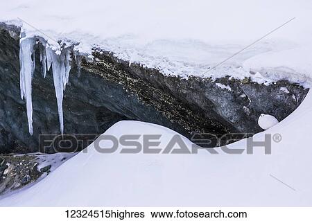 Stock Photograph - A rock ptarmigan (Lagopus muta) blends in with the snow next to the ice of Canwell Glacier in the Alaska Range; Alaska, United States of America. Fotosearch