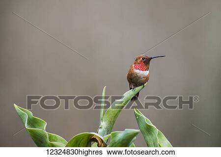 A Rufous Hummingbird (Selasphorus rufus), common in the Pacific Northwest, displaying some of it's beautiful red feathers while perched on a tulip leaf resting between meals; Alaska, United States of America View Large Photo Image Stock Photograph - A Rufous Hummingbird (Selasphorus rufus), common in the Pacific Northwest, displaying some of it's beautiful red feathers while perched on a tulip leaf resting between meals; Alaska, United States of America. Fotosearch
