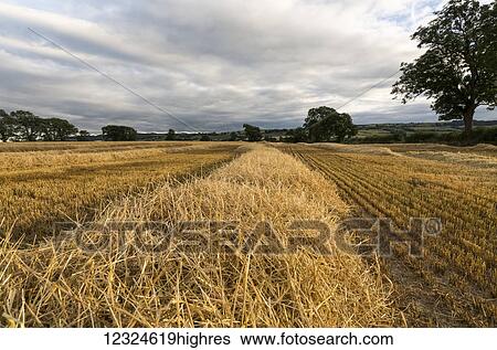 Stock Photograph - A section of hay beside stubble on a cut field under a cloudy sky; Ravensworth, North Yorkshire, England. Fotosearch