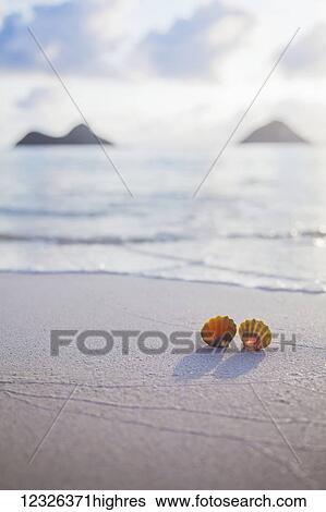 Stock Photograph - A set of two rare Hawaiian Sunrise Scallop Seashells, also known as Pecten Langfordi, in the sand at Lanikai beach, with Mokulua islands in background; Honolulu, Oahu, Hawaii, United States of America. Fotosearch