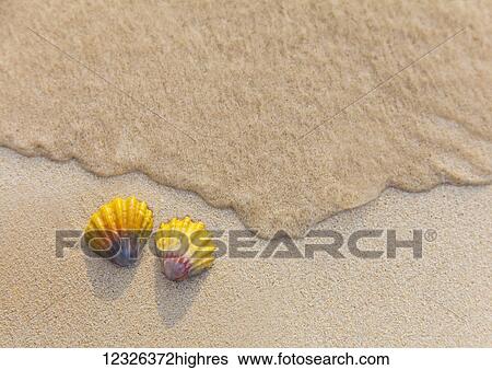 A set of two rare Hawaiian Sunrise Scallop Seashells, also known as Pecten Langfordi, in the sand at Lanikai beach; Honolulu, Oahu, Hawaii, United States of America View Large Photo Image Stock Photograph - A set of two rare Hawaiian Sunrise Scallop Seashells, also known as Pecten Langfordi, in the sand at Lanikai beach; Honolulu, Oahu, Hawaii, United States of America. Fotosearch