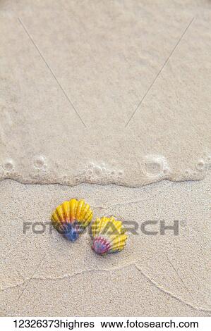 A set of two rare Hawaiian Sunrise Scallop Seashells, also known as Pecten Langfordi, in the sand at Lanikai beach; Honolulu, Oahu, Hawaii, United States of America View Large Photo Image Stock Photograph - A set of two rare Hawaiian Sunrise Scallop Seashells, also known as Pecten Langfordi, in the sand at Lanikai beach; Honolulu, Oahu, Hawaii, United States of America. Fotosearch