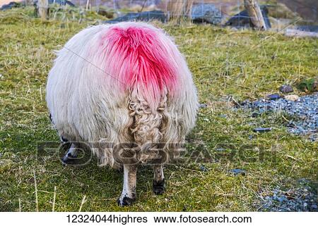 A sheep is marked with pink paint to help with ownership identification, as multiple flocks of sheep are often pastured on the same land; County Kerry, Ireland View Large Photo Image Stock Photograph - A sheep is marked with pink paint to help with ownership identification, as multiple flocks of sheep are often pastured on the same land; County Kerry, Ireland. Fotosearch