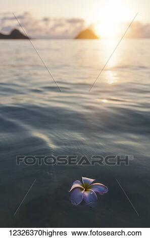 Stock Photograph - A single beautiful pink Plumeria flower (Apocynaceae) floating in the water off Lanikai Beach; Honolulu, Oahu, Hawaii, United States of America. Fotosearch