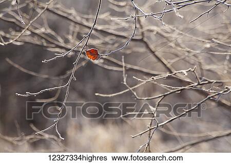 Stock Photograph - A small red leaf remains on a leafless tree in autumn; Oakfield, Nova Scotia, Canada. Fotosearch