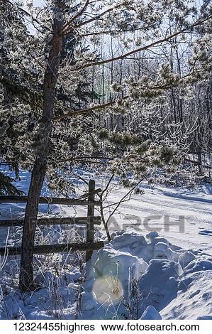 A snow covered road lined with frosty trees in winter; Alberta, Canada View Large Photo Image Stock Photograph - A snow covered road lined with frosty trees in winter; Alberta, Canada. Fotosearch