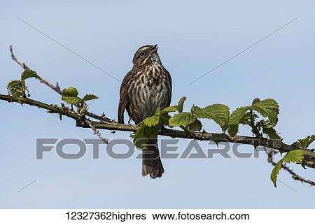 Stock Photograph - A Song Sparrow (Melospiza melodia) sings; Astoria, Oregon, United States of America. Fotosearch