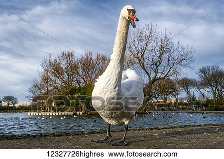 Stock Photograph - A swan (Cygnus) walks towards the camera; South Shields, Tyne and Wear, England. Fotosearch