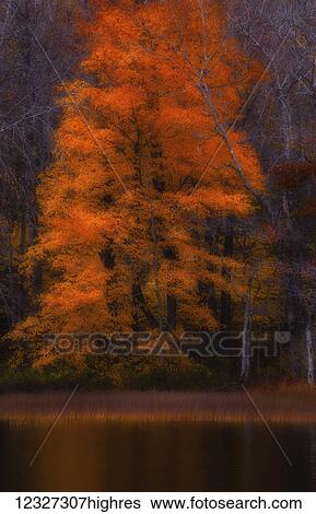 A tall Sugar maple tree of vibrant orange shines forth; Wellington, Nova Scotia, Canada View Large Photo Image Stock Photograph - A tall Sugar maple tree of vibrant orange shines forth; Wellington, Nova Scotia, Canada. Fotosearch