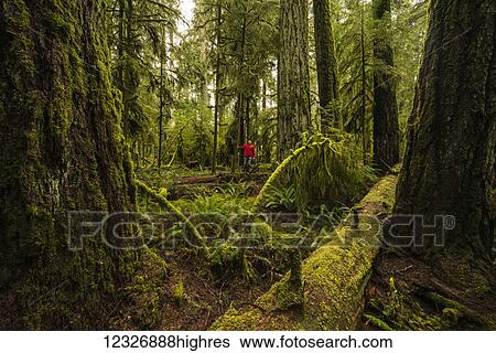 A tourist in the lush rainforest of Cathedral Grove, MacMillan Provincial Park, Vancouver Island; British Columbia, Canada View Large Photo Image Stock Photograph - A tourist in the lush rainforest of Cathedral Grove, MacMillan Provincial Park, Vancouver Island; British Columbia, Canada. Fotosearch