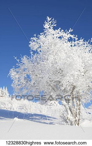 A tree covered in hoarfrost with snow on the ground against a bright blue sky; Alaska, United States of America View Large Photo Image Stock Photograph - A tree covered in hoarfrost with snow on the ground against a bright blue sky; Alaska, United States of America. Fotosearch