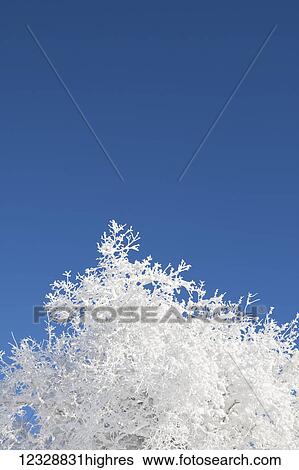 A tree's branches covered in hoarfrost against a bright blue sky; Alaska, United States of America View Large Photo Image Stock Photograph - A tree's branches covered in hoarfrost against a bright blue sky; Alaska, United States of America. Fotosearch