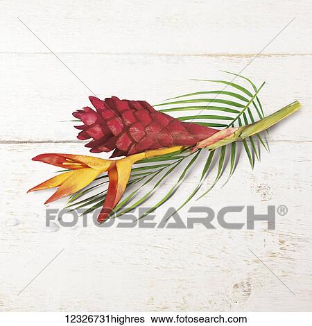 Stock Photograph - A tropical flower laying on a painted white wooden surface. Fotosearch