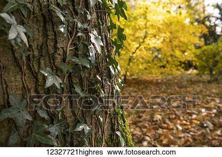Stock Photograph - A vine growing up a tree trunk with autumn coloured foliage in the background; Richmond, Yorkshire, England. Fotosearch