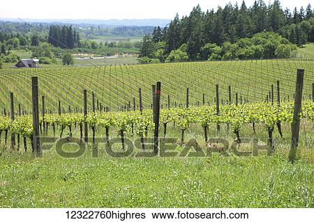 Stock Photograph - A vineyard growing on a landscape of rolling hills. Fotosearch