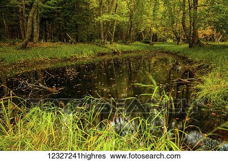 Stock Photograph - A White-tailed deer (Odocoileus virginianus) stands beside a riverside meadow pond in autumn along the Mersey River, Kejimkujik National Park; Nova Scotia, Canada. Fotosearch
