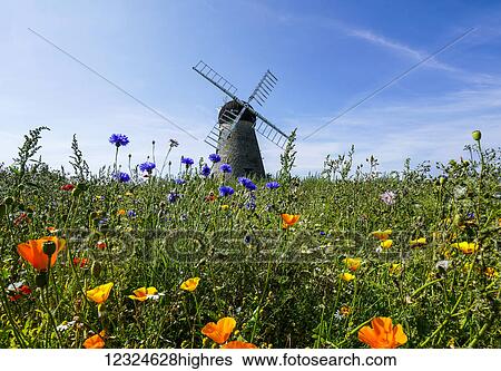 Stock Photograph - A windmill against a blue sky and cloud with a field of wildflowers in the foreground; Whitburn, Tyne and Wear, England. Fotosearch