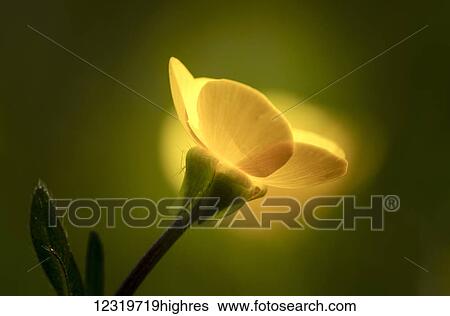 A yellow flower glowing in sunlight; South Shields, Tyne and Wear, England View Large Photo Image Stock Photograph - A yellow flower glowing in sunlight; South Shields, Tyne and Wear, England. Fotosearch