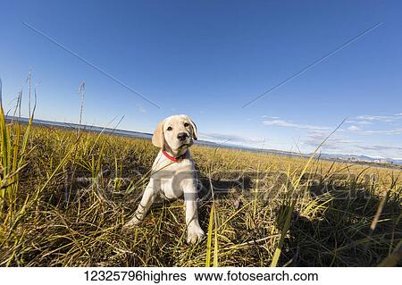 Stock Photograph - A young Labrador puppy sitting on autumn coloured grasses looks inquisitively at the camera, clear blue skies in the background, South-central Alaska; Anchorage, Alaska, United States of America. Fotosearch