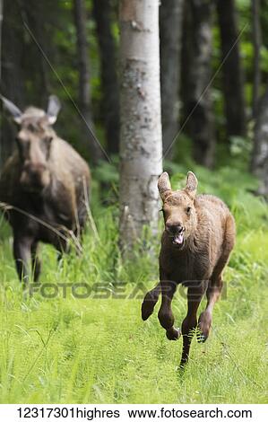 Stock Photograph - A young moose calf runs for fun in Kincaid Park in Anchorage during spring, Southcentral Alaska, USA. Fotosearch