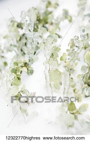 Abstract of faded green foliage on a white background View Large Photo Image Stock Photograph - Abstract of faded green foliage on a white background. Fotosearch