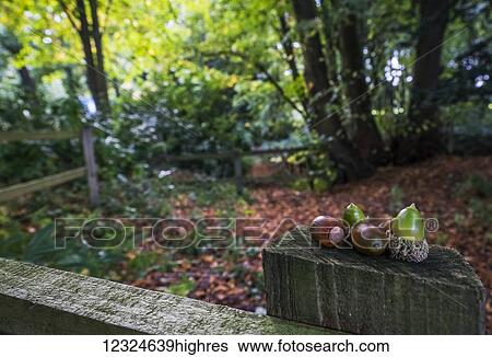 Acorns sit on a wooden fence post; Gateshead, Tyne and Wear, England View Large Photo Image Stock Photograph - Acorns sit on a wooden fence post; Gateshead, Tyne and Wear, England. Fotosearch