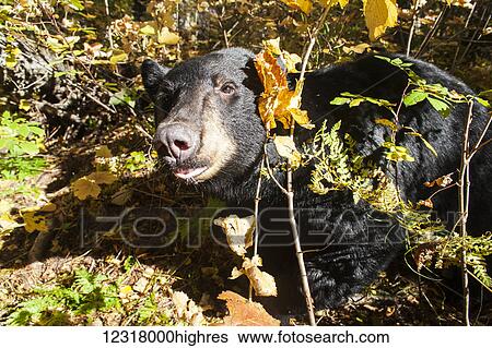 Adult Black bear among autumn foliage on a sunny day, Southcentral Alaska, USA View Large Photo Image Stock Photograph - Adult Black bear among autumn foliage on a sunny day, Southcentral Alaska, USA. Fotosearch