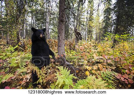 Adult Black bear among autumn foliage, Southcentral Alaska, USA View Large Photo Image Stock Photograph - Adult Black bear among autumn foliage, Southcentral Alaska, USA. Fotosearch