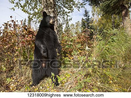 Stock Photograph - Adult Black bear among autumn foliage, Southcentral Alaska, USA. Fotosearch