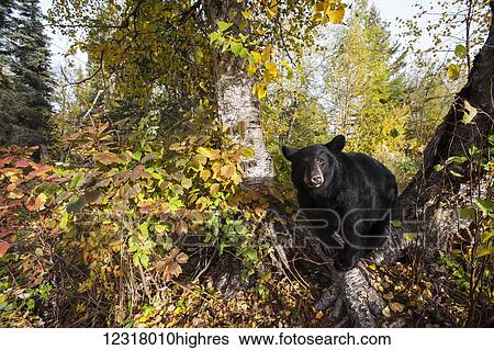 Adult Black bear among autumn foliage, Southcentral Alaska, USA View Large Photo Image Stock Photograph - Adult Black bear among autumn foliage, Southcentral Alaska, USA. Fotosearch