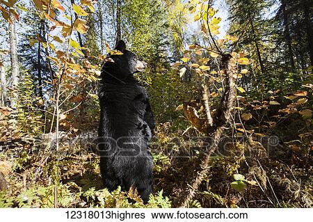 Stock Photograph - Adult Black bear among autumn foliage, Southcentral Alaska, USA. Fotosearch