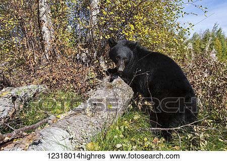 Adult Black bear among autumn foliage, Southcentral Alaska, USA View Large Photo Image Stock Photograph - Adult Black bear among autumn foliage, Southcentral Alaska, USA. Fotosearch