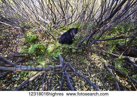 Adult Black bear among autumn foliage, Southcentral Alaska, USA View Large Photo Image Stock Photograph - Adult Black bear among autumn foliage, Southcentral Alaska, USA. Fotosearch