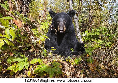 Adult Black bear among autumn foliage, Southcentral Alaska, USA View Large Photo Image Stock Photograph - Adult Black bear among autumn foliage, Southcentral Alaska, USA. Fotosearch
