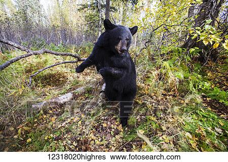Adult Black bear among autumn foliage, Southcentral Alaska, USA View Large Photo Image Stock Photograph - Adult Black bear among autumn foliage, Southcentral Alaska, USA. Fotosearch