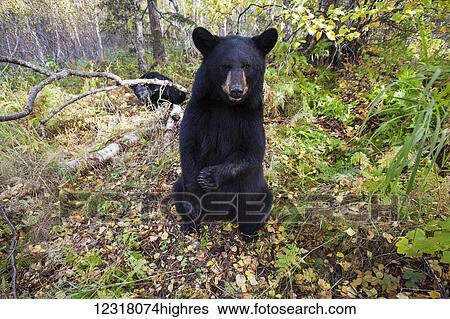 Adult Black bear among autumn foliage, Southcentral Alaska, USA View Large Photo Image Stock Photograph - Adult Black bear among autumn foliage, Southcentral Alaska, USA. Fotosearch