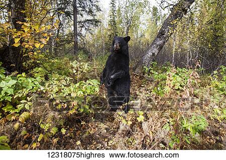 Stock Photograph - Adult Black bear among autumn foliage, Southcentral Alaska, USA. Fotosearch