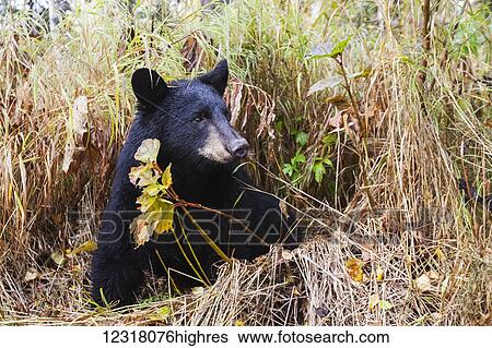 Adult Black bear among autumn foliage, Southcentral Alaska, USA View Large Photo Image Stock Photograph - Adult Black bear among autumn foliage, Southcentral Alaska, USA. Fotosearch