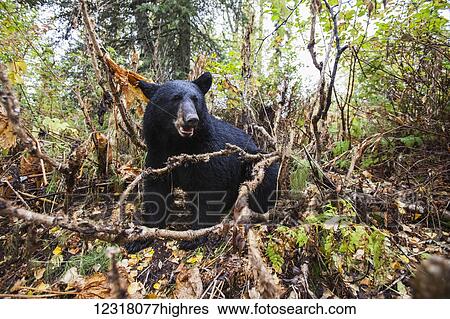 Stock Photograph - Adult Black bear among autumn foliage, Southcentral Alaska, USA. Fotosearch