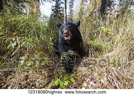 Stock Photograph - Adult Black bear among autumn foliage, Southcentral Alaska, USA. Fotosearch