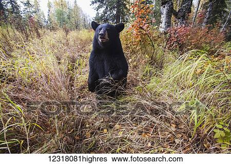 Adult Black bear among autumn foliage, Southcentral Alaska, USA View Large Photo Image Stock Photograph - Adult Black bear among autumn foliage, Southcentral Alaska, USA. Fotosearch