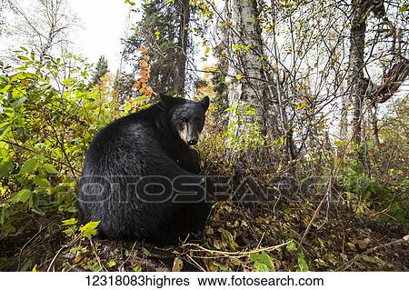 Stock Photograph - Adult Black bear among autumn foliage, Southcentral Alaska, USA. Fotosearch