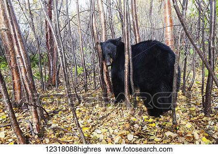 Stock Photograph - Adult Black bear among autumn foliage, Southcentral Alaska, USA. Fotosearch