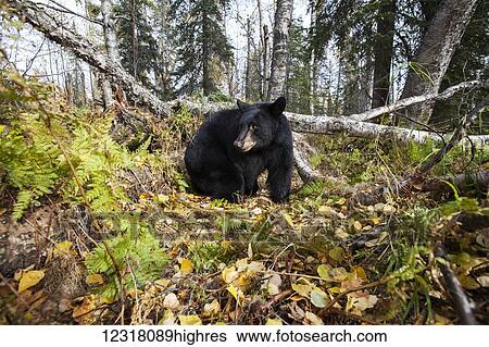 Stock Photograph - Adult Black bear among autumn foliage, Southcentral Alaska, USA. Fotosearch