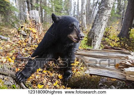 Adult Black bear among autumn foliage, Southcentral Alaska, USA View Large Photo Image Stock Photograph - Adult Black bear among autumn foliage, Southcentral Alaska, USA. Fotosearch