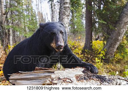 Adult Black bear among autumn foliage, Southcentral Alaska, USA View Large Photo Image Stock Photograph - Adult Black bear among autumn foliage, Southcentral Alaska, USA. Fotosearch