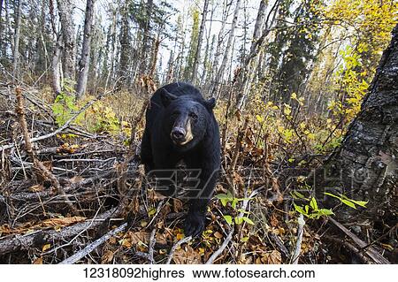 Stock Photograph - Adult Black bear among autumn foliage, Southcentral Alaska, USA. Fotosearch