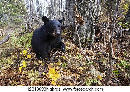 Adult Black bear among autumn foliage, Southcentral Alaska, USA View Large Photo Image Stock Photograph - Adult Black bear among autumn foliage, Southcentral Alaska, USA. Fotosearch